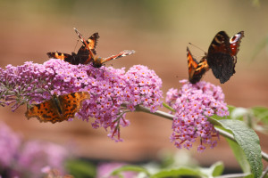Butterflies_credit Will Langdon