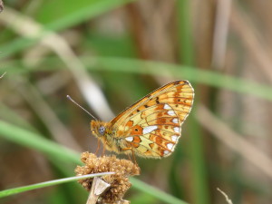 Grafton Pearl-bordered Fritillary (closed-wing) by Dave Williams