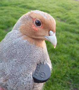 Grey partridge with Perdix Radio Transmitter