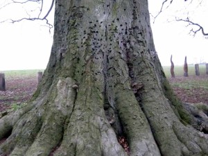 Moseley Bog Tree