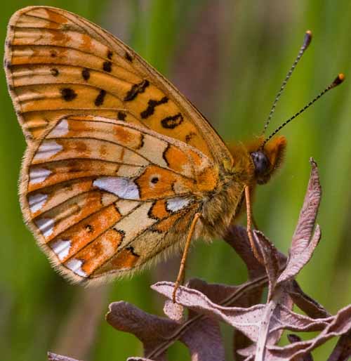 Pearl-bordered Fritillary 1 - Peter Eeles, Butterfly Conservation