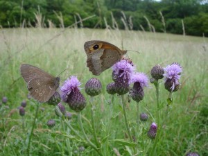 Ringlet and Meadow Brown - Martin Warren, Butterfly Conservation