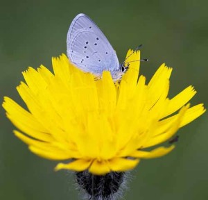 Small Blue 1 - Keith Warmington, Butterfly Conservation