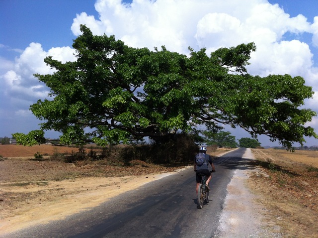 Giant trees, small roads